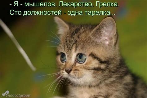 Самые забавные приколы с котятами