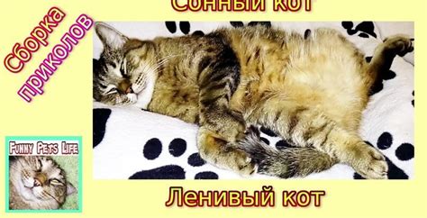 Сборка и закрытие кота