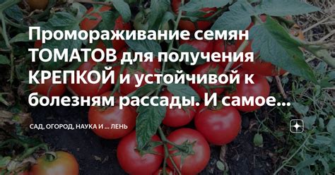 Сбор спелых томатов для получения семян