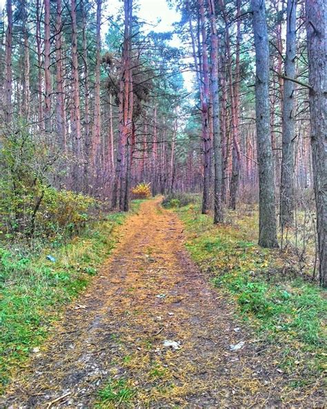 Сбор хвои в нужное время года