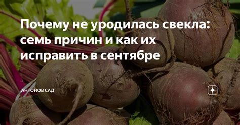 Свекла и кровь: почему их не стоит сочетать