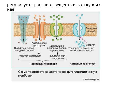 Свободное перемещение внутри клетки