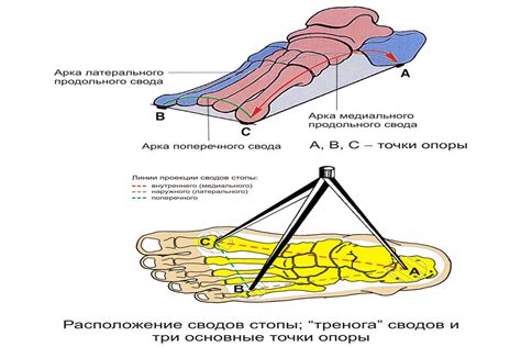 Сводчатое строение стопы: анатомический обзор