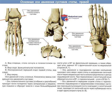 Сводчатость стопы и амортизация шага