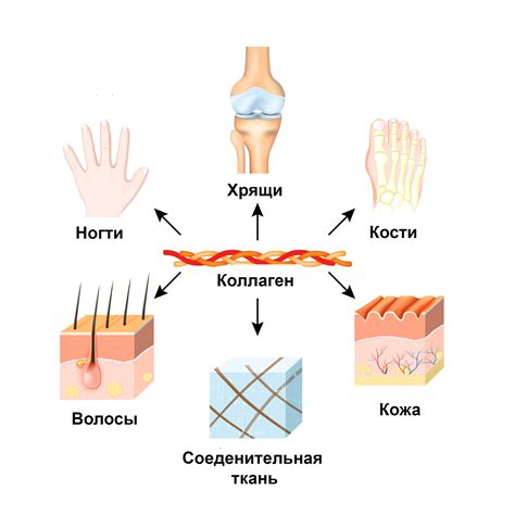 Свойства молочного коллагена