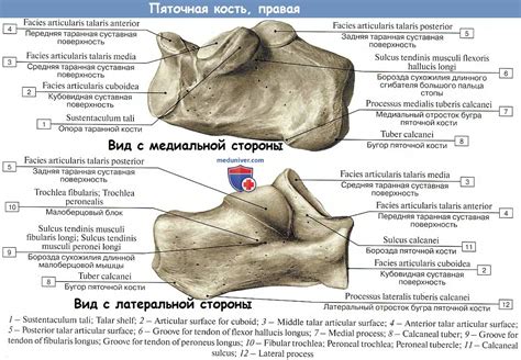 Связывание пяточной части