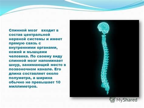 Связь кальция с нервной системой и мышцами