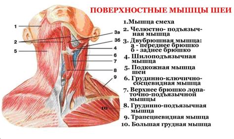 Связь между длиной шеи и функциональностью организма