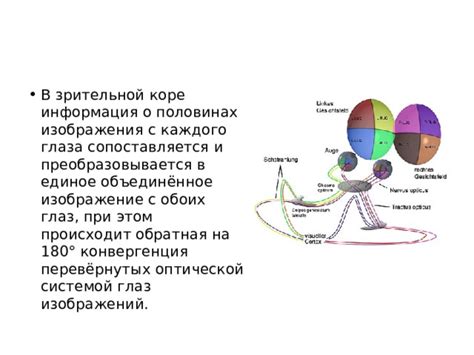 Связь между морганием, жмурением глаз и зрительной системой