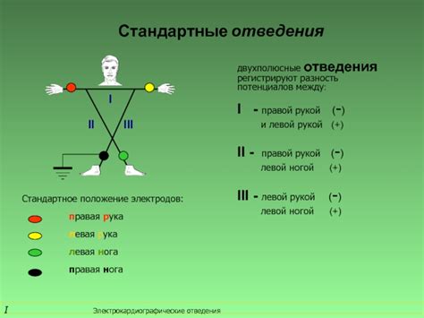 Связь между правой рукой и доминированием