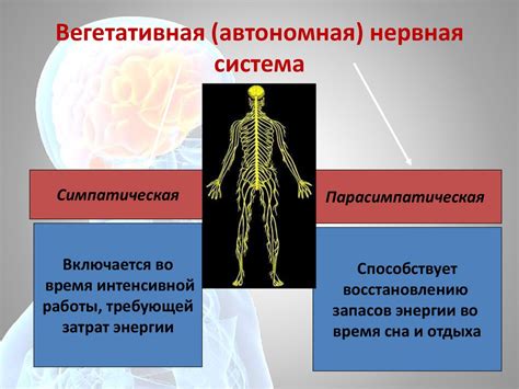 Связь нервной системы с другими системами организма