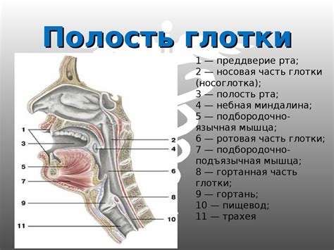 Связь с длиной глотки и полимеразных цепей