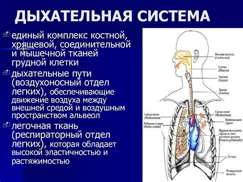 Связь с дыхательной системой