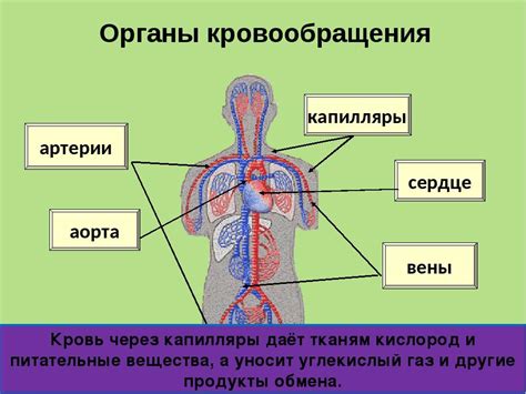 Связь с нервной системой