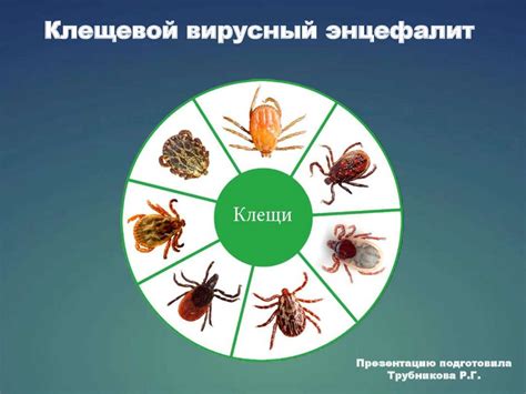 Сдача анализов на клещевой энцефалит: процедура и время ожидания результатов