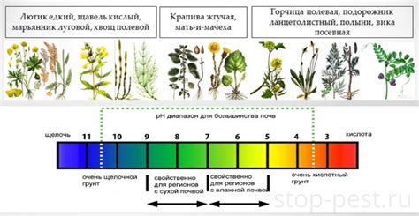 Североамериканский горох - показатель кислотности почвы