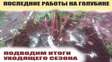 Сезонный уход и подготовка к зиме