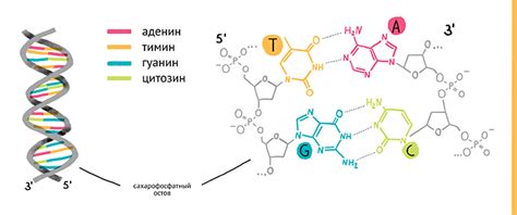 Секвенирование ДНК: применение для определения количества гуаниновых нуклеотидов