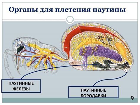 Секретный состав паутинных желез