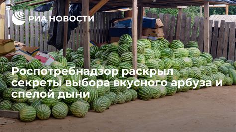 Секреты выбора и сохранения свежей дыни