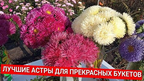 Секреты долгого сохранения свежести букетов из астры