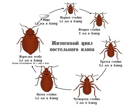 Секреты избавления от клопов: проверенные советы и отзывы