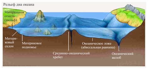 Секреты океанических глубин: фауна дна