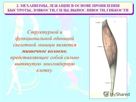 Секреты поддержания гибкости и ловкости человека-паука