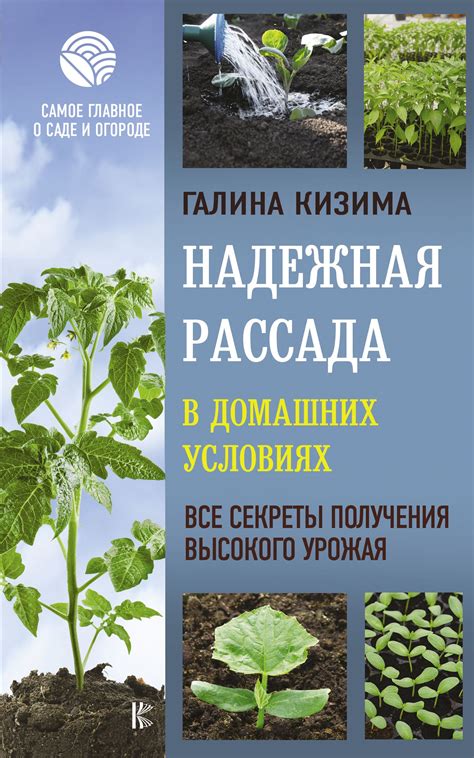 Секреты получения высокого урожая имбиря