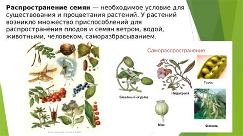 Секреты процветания туевых растений