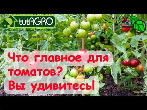 Секреты урожая и полезные советы