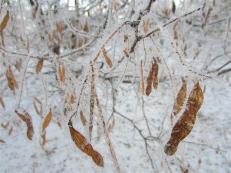 Секреты успешного поиска ясеня зимой