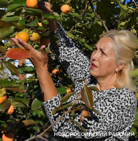 Секреты хранения: удлинение жизни хурмы