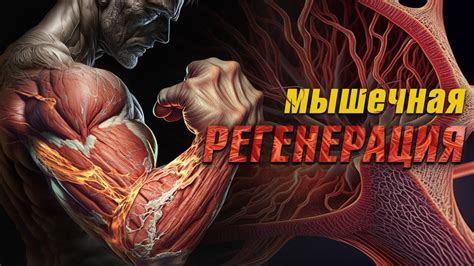 Секрет №3: Отдых и регенерация мышц