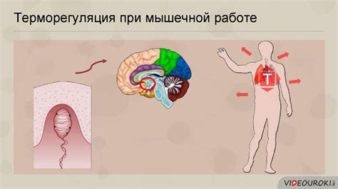 Секция 1: Роль теплорегуляции в организме человека