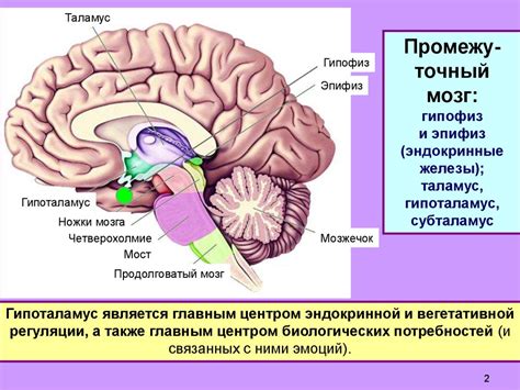 Секция 3: Терморегуляторные центры в гипоталамусе