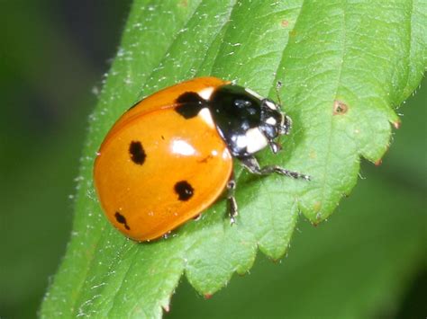 Семейство Coccinellidae