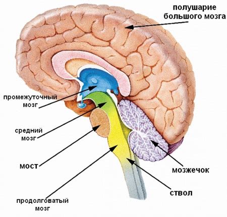 Семья мозга: центры регуляции и их функции