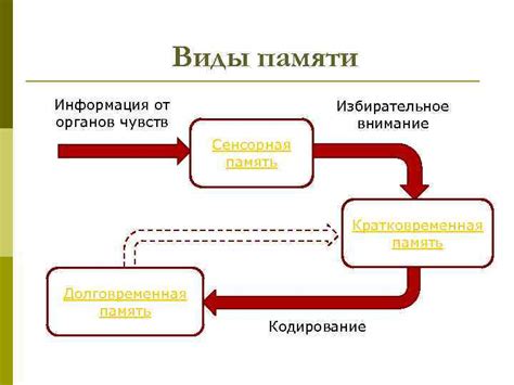 Сенсорная память: роль органов чувств в запоминании информации