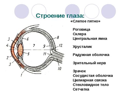 Сердечная райончиковая ямка: основа зрения змей