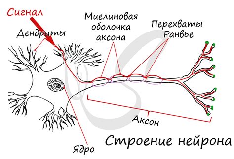 Сжатие нервного окончания