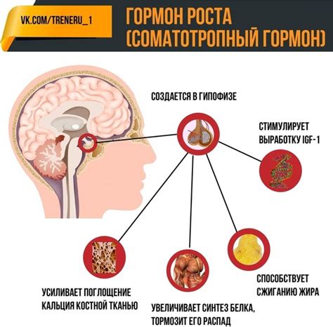 Силовые тренировки: активизация выработки соматотропного гормона