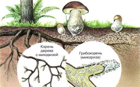 Симбиоз между шляпочными грибами и деревьями