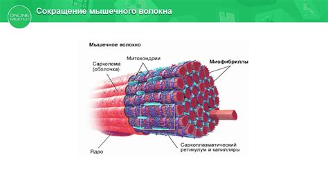 Символика и ассоциации поперечно полосатой ткани