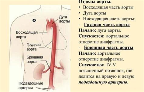 Симптомы аневризмы брюшной аорты