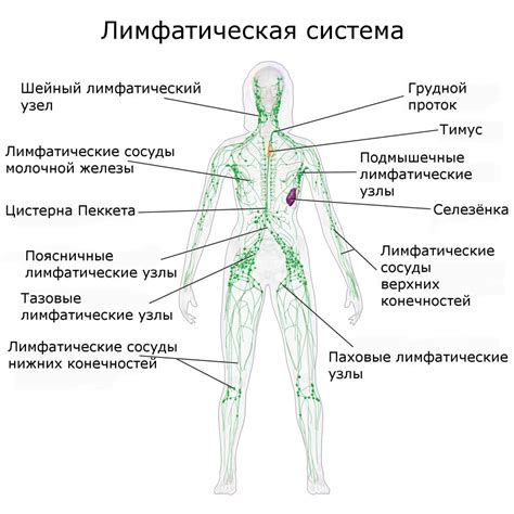 Симптомы загрязненной лимфатической системы