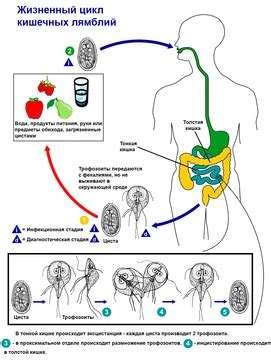 Симптомы заражения лямблиозом