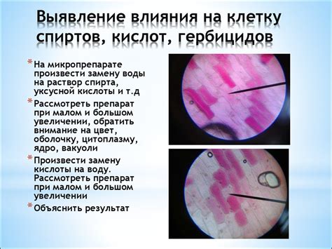 Симптомы и последствия деплазмолиза в клетках кожицы лука