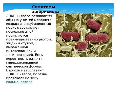 Симптомы и последствия кишечной палочки