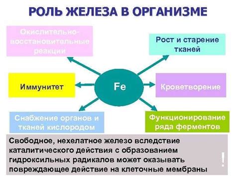 Симптомы и признаки переизбытка железа